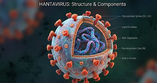 Hantavirüs Nedir? Hantavirüs Belirtileri Neler?