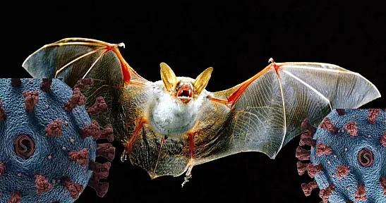 Nipah Virüsü Nedir? Nipah Virüsü Belirtileri Neler?