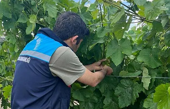 Afyon'un Üzümüne Coğrafi İşaret