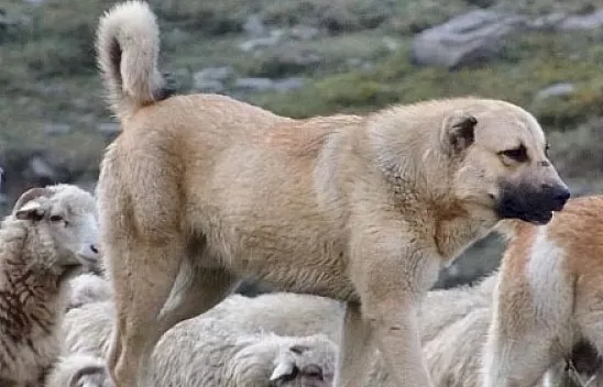 Anadolu Çoban Köpeği Soğuğa Dayanıklı Mı?