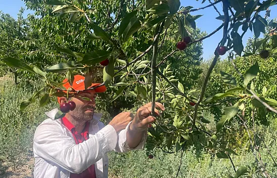 Bu Yıl Vişne ve Kiraz Yok
