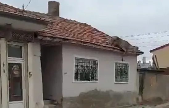Sokak Köpeklerinden Korkan Kızıl Geyik Çatıya Çıktı