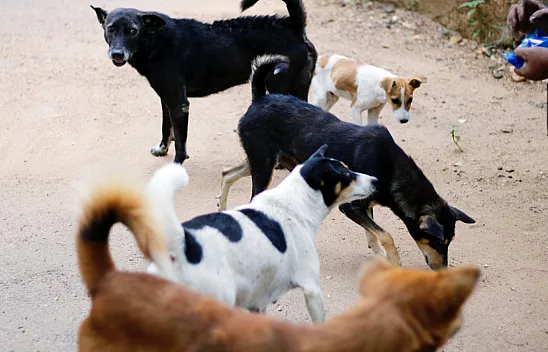 Vali Yiğitbaşı'ndan Sokak Köpekleri Talimatı