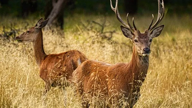 1,8 Milyon TL'ye Yaban Koyunu, 440 Bin TL'ye Kızıl Geyik Avı