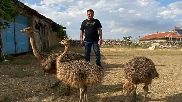 1 haftadır kayıp olan deve kuşunu yakalayamayınca vurdurup etini dağıttı