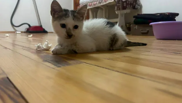 2 Yavru Kedi Acil Sahiplendirilmeyi Bekliyor