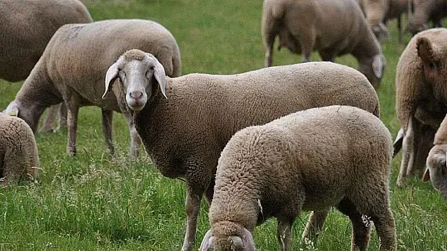 2026 Yılı Kuzu Ve Oğlak Desteklemesi Aşı Şartları Açıklandı