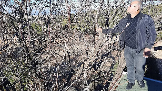 Kış ortasında çiçek açan badem ağaçları şaşırttı