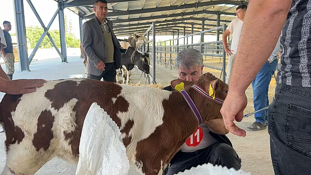 40 Günlük Buzağı Zirveye Çıktı!
