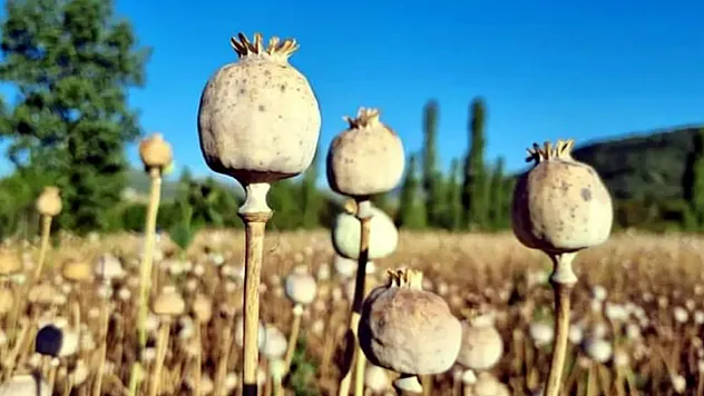 ABD Afyon Tohumlarını Bozmak İçin Havadan Tohum Saçmış