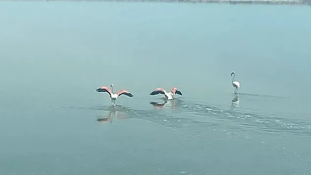 Acı Gölü'nün En Tatlı Misafirleri