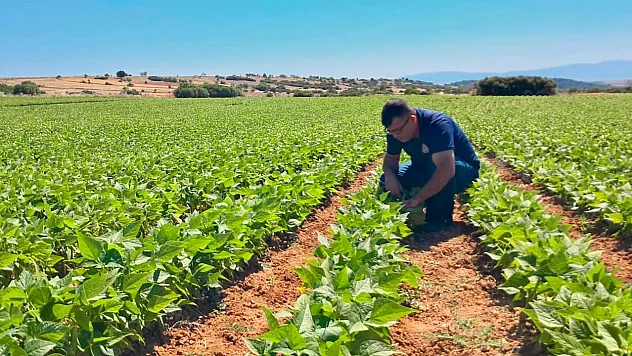 Afyon'da Barbunya ve Kornişon Üreticilerine Kritik Uyarı