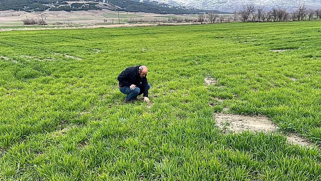 Afyon'da Bitki Ürünlerinde Zararlı Kontrolleri Sürüyor