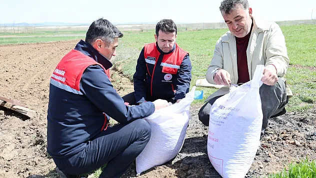 Afyon'da Borsa 20 Nohut Çeşidi Yaygınlaştırılacak