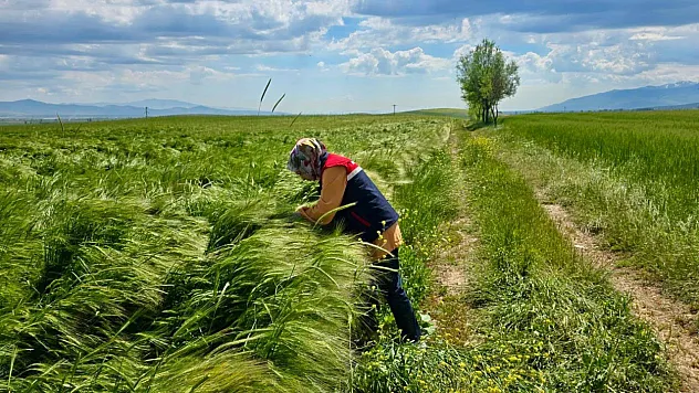Afyon'da Çiftçinin Gözü Bu Çalışmalarda