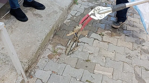 Afyon'da Eve Giren Yılan Paniğe Neden Oldu