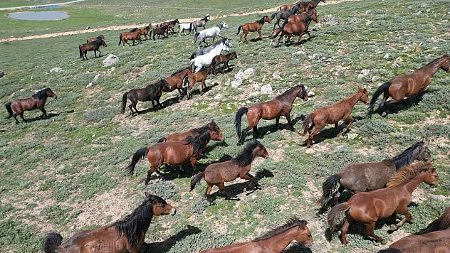 Afyon'da Görüntülendi… Hayran Kalacaksınız!