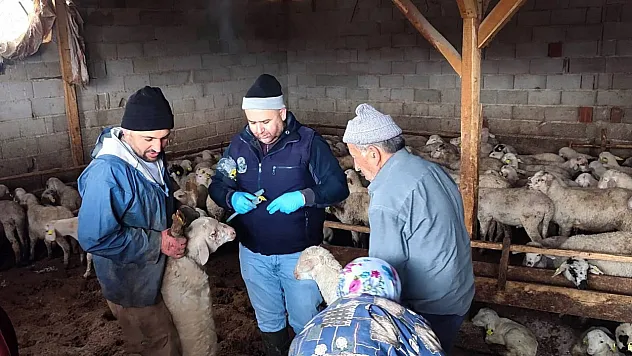 Afyon'da Hayvanlarda Aşılama Ve Küpeleme İşlemleri Sürüyor