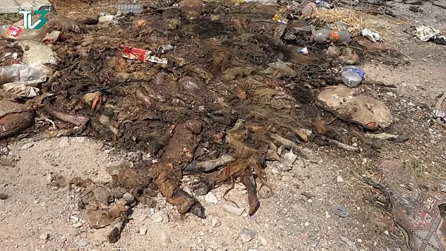 Afyon'da Kan Donduran Görüntüler! Hayvan Leşleri Vatandaşları Bezdirdi