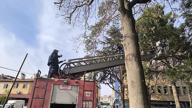 Afyon'da Kedi Operasyonu... Yöntem Dikkat Çekti