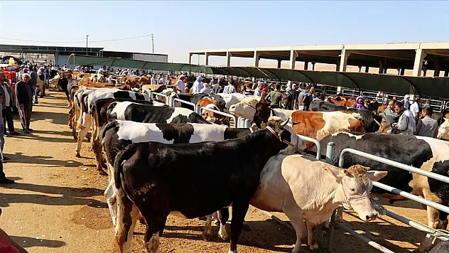 Afyon'da Kurban Kesimi Ücretleri Ne Kadar?