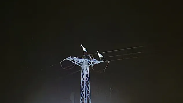 Afyon'da Leyleklerin Göçü Elektrik Kesintisine Neden Oldu