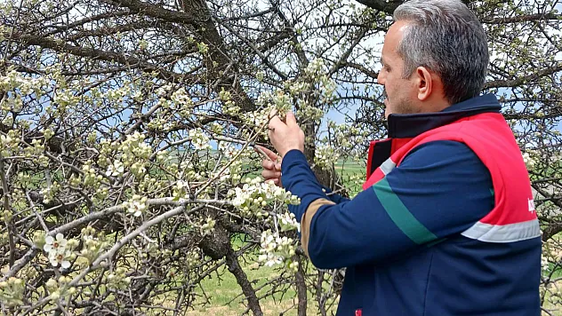 Afyon'da Meyve Bahçelerinde Zirai Dona Karşı Kontroller Sürüyor