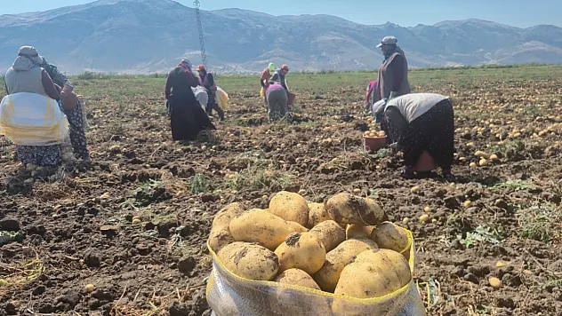 Afyon'da Patates Tarlalarında Yoğun Mesai