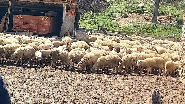 Afyon'da Pırlak Takibi Başladı!