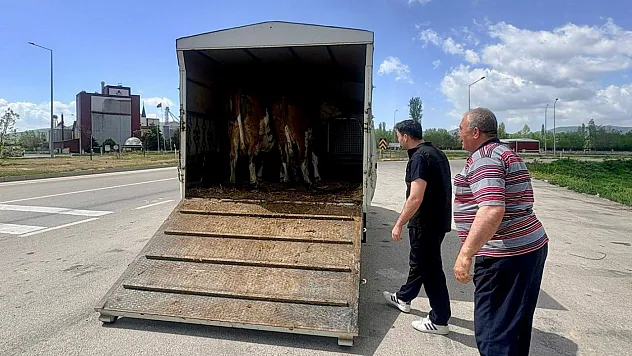 Afyon'da Tarım Müdürlüğü Ekipleri Kurban Bayramı Öncesi Teyakkuzda