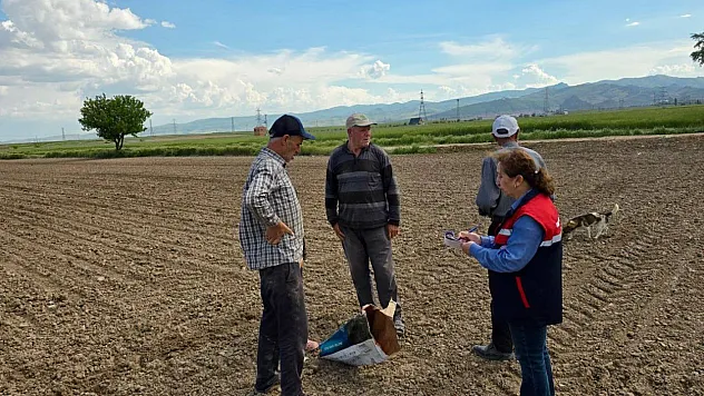 Afyon'da Turşuluk Lahana Ve Dana Mısır Üretim Alanları İnceleniyor
