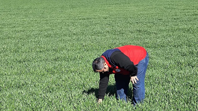 Afyon'da Verimli Bir Hububat Sezonu İçin Kontroller Sürüyor