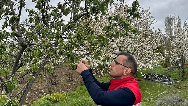 Afyon'da Zirai Don Etkisi Sonrası Tarlalar Tek Tek Kontrol Ediliyor