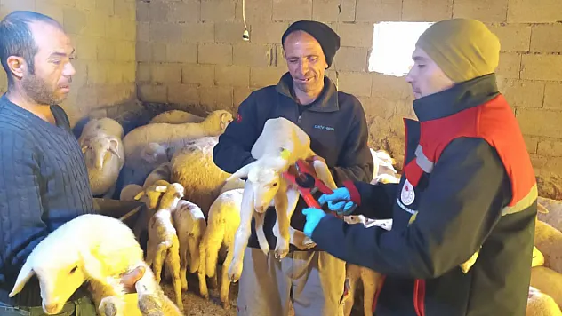 Afyon'un 5 İlçesinde Hayvanlar Hem Aşılanıyor Hem De Küpeleniyor