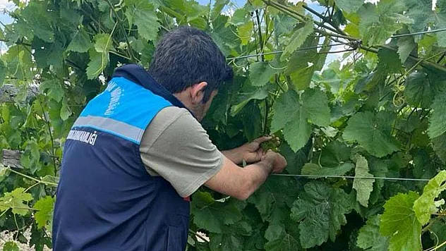 Afyon'un Üzümüne Coğrafi İşaret