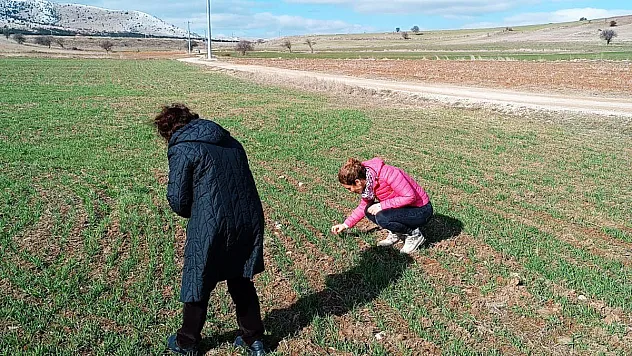 Afyon’da Hububat Ekili Alanlar İncelendi