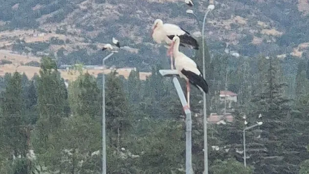 Afyonkarahisar'da Görenleri Şaşırtan Görüntü!
