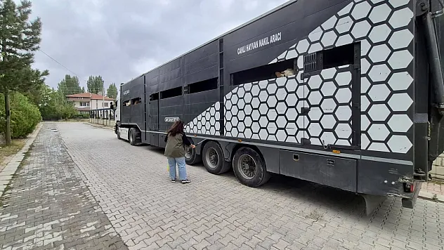 Afyonkarahisar'da Hayvan Sevklerine Yönelik Kontroller Sürüyor