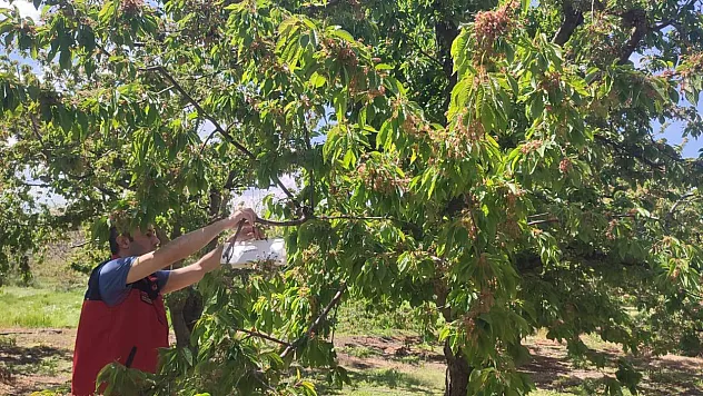 Afyonkarahisar'da Kiraz Üretim Alanları Kontrol Edildi