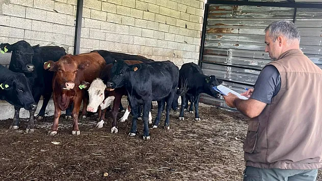 Afyonkarahisar'da 'Kırsalda Bereket Büyükbaşa Destek' Projesi Sürüyor