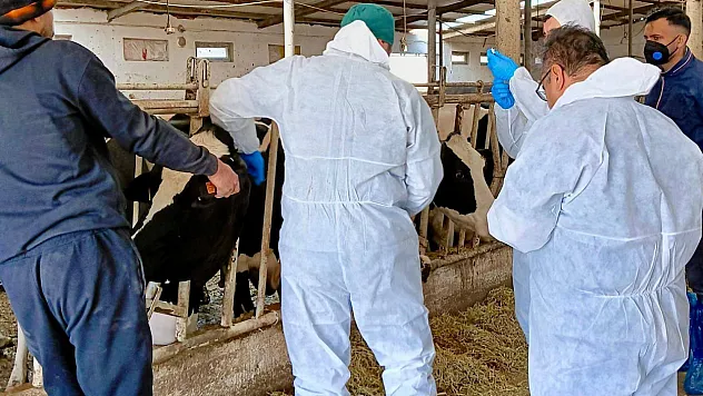 Afyonkarahisar'da Sağlıklı Üretim, Güçlü Hayvancılık Çalışmaları Yürütülüyor