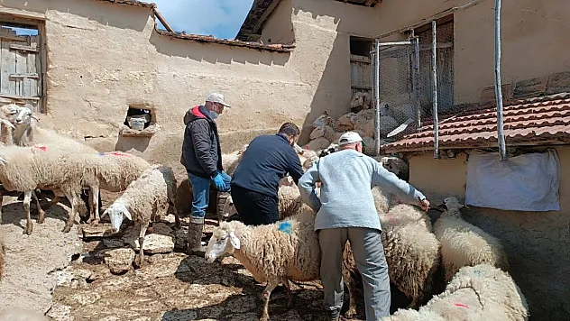 Afyonkarahisar Genelinde Hayvan Sağlığı Çalışmaları Yürütülüyor