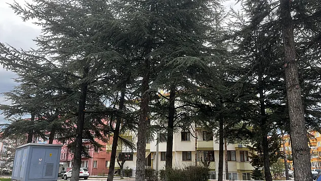 'Ağaçlar Korunsun, Bu Alana Fırın Ya Da Bina Yapılmasın'