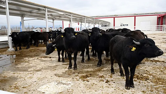 AKÜ Ve Tarım Müdürlüğü İş Birliğinde 30 Manda Üreticiye Dağıtıldı
