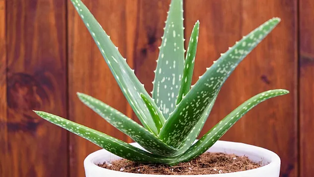 Aloe Vera Nasıl Çoğaltılır?