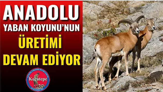 Anadolu Yaban Koyunu'nun Üretimi Devam Ediyor