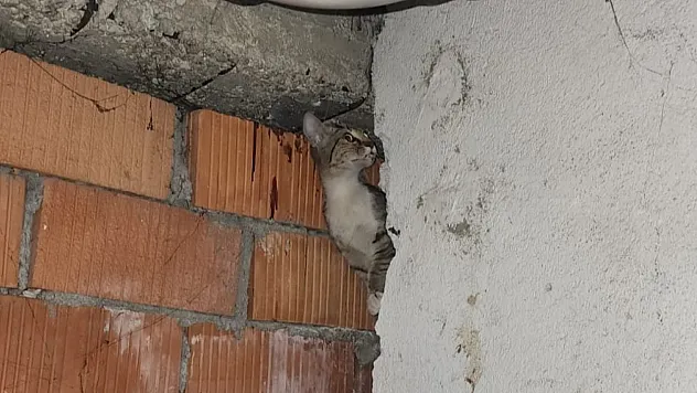 Anne Kedi Ve 4 Yavrusu Sıkıştıkları Yerden Kurtarıldı