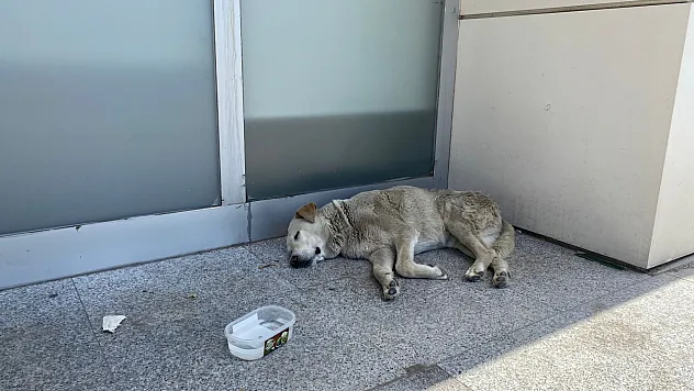 Artan Sıcaklar Köpekleri De Etkiledi