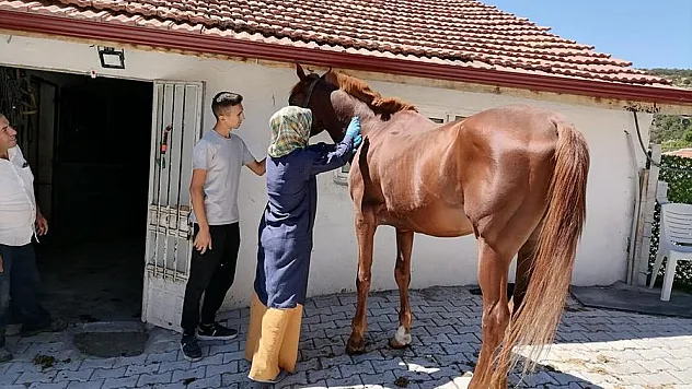 Atlarda Sağlık Taraması Ve Çip Uygulaması