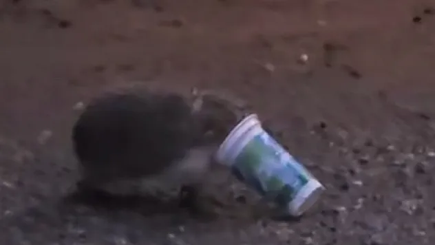 Ayran Kutusuna Sıkışan Kirpinin Zor Anları Kamerada